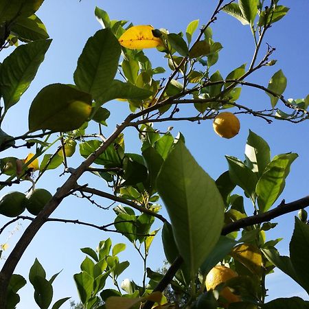 Il Melograno Acomodação com café da manhã Ceglie Messapica Exterior foto