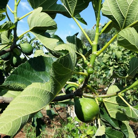 Il Melograno Acomodação com café da manhã Ceglie Messapica Exterior foto